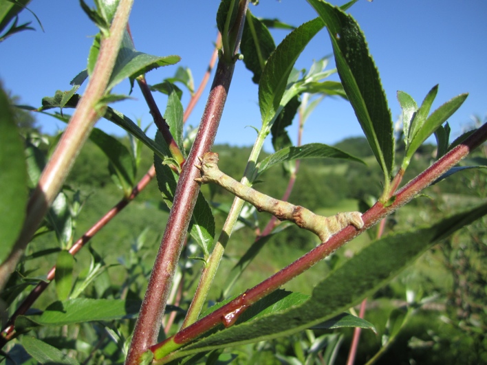 Ascotis selenaria - bruco